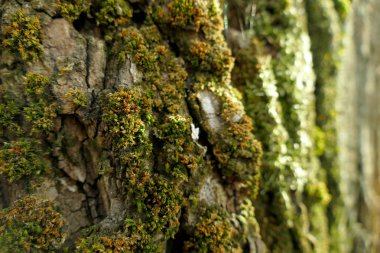 Bir ağaç makro çekim moss