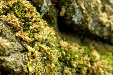 Bir ağaç makro çekim moss