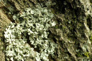 Bir ağaç makro çekim moss