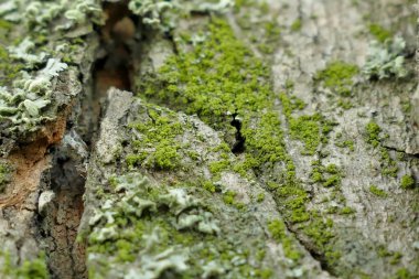 Bir ağaç makro çekim moss