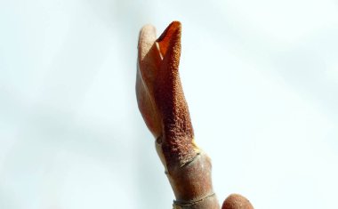 Ağaçta bir güneşli bahar gününde makro atış dostum