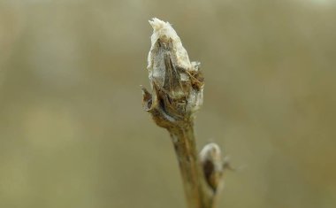 Ağaçta bir güneşli bahar gününde makro atış dostum