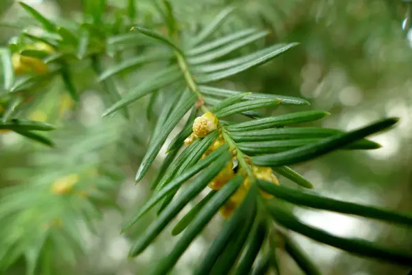 Bud em uma árvore em um dia de primavera ensolarado, tiro macro — Fotografia de Stock