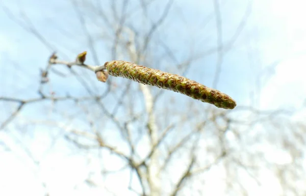 Ağaçta bir güneşli bahar gününde makro atış dostum — Stok fotoğraf