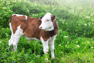 Yeşil çayırda duran beyaz kahverengi baldırın portresi.