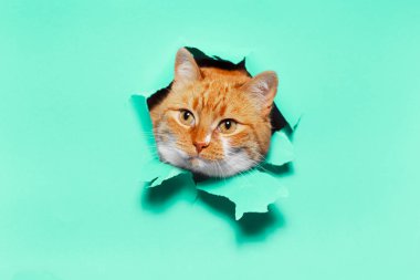 Yırtık kağıt delikten geçen kırmızı beyaz kedinin stüdyo portresi, su menisinin arka planında izole edilmiş..