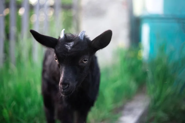 Porträt Eines Schwarzen Ziegenbabys Auf Grünem Gras Freien — Stockfoto