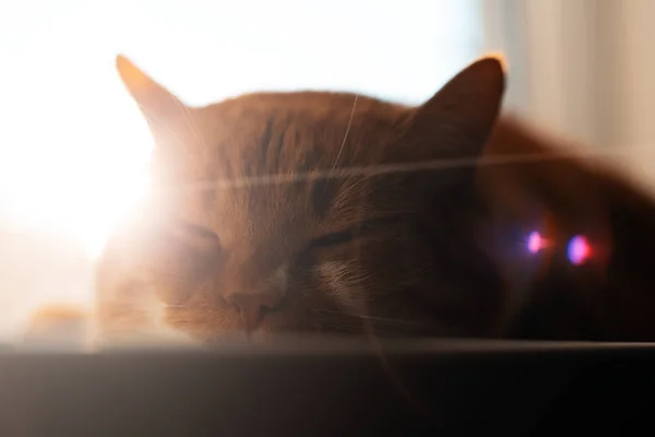 Nahaufnahme Porträt Der Roten Weißen Katze Auf Der Fensterbank Liegend — Stockfoto