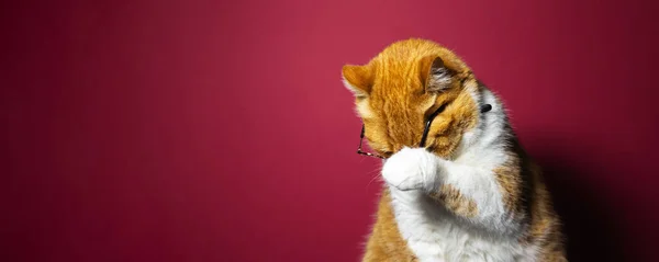 Retrato Cabelo Curto Britânico Gato Branco Vermelho Vestindo Óculos Fundo — Fotografia de Stock