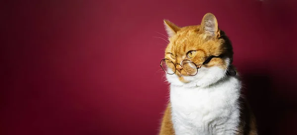 Retrato Gato Branco Laranja Vestindo Óculos Redondos Fundo Vermelho — Fotografia de Stock