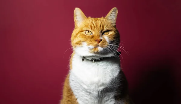 연분홍색 색깔을 배경으로 고양이의 — 스톡 사진