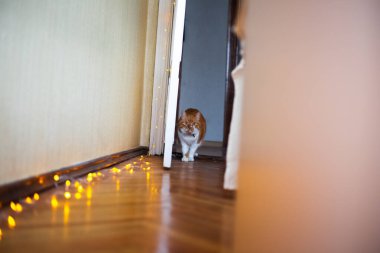 Kırmızı ve beyaz kedi evde oynuyor..