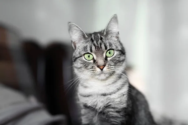 Портрет Серой Американской Короткошерстной Кошки Зелеными Глазами — стоковое фото