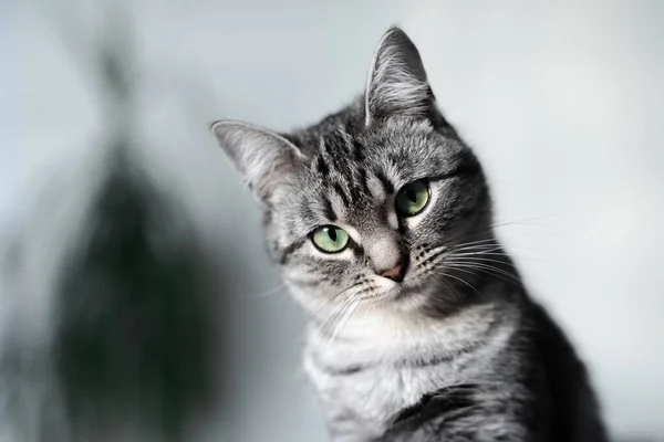 Retrato Cinza Gato Americano Shorthair Com Olhos Verdes — Fotografia de Stock