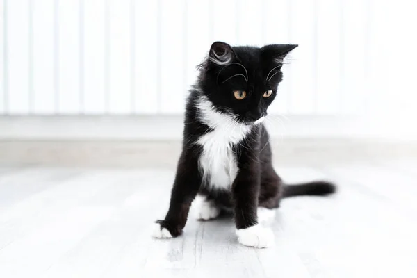 白色背景的黑白小猫的肖像 — 图库照片