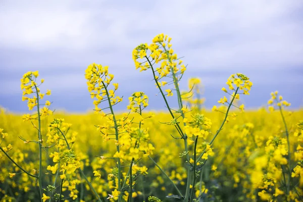 Gros Plan Fleur Colza Sur Fond Ciel Pluvieux — Photo