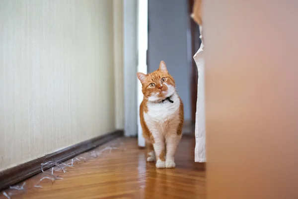 Vermelho Com Gato Branco Jogando Casa — Fotografia de Stock