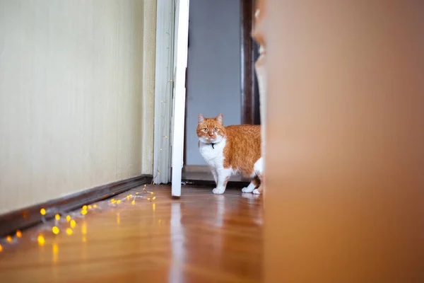 Röd Med Vit Katt Leker Hemma — Stockfoto