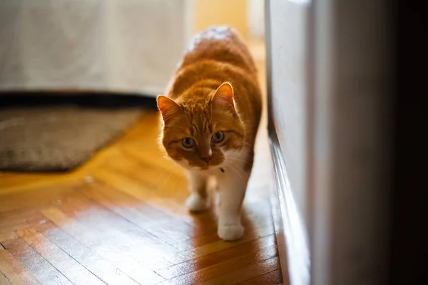 고양이와 집에서 고양이 — 스톡 사진