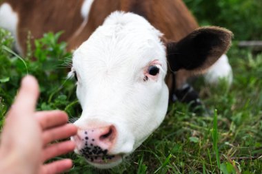 Yeşil çayırlarda dost canlısı bir buzağı..