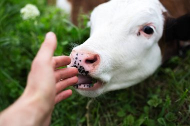Yeşil çayırlarda dost canlısı bir buzağı..
