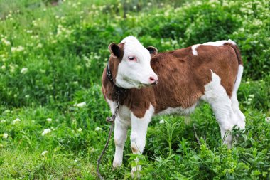 Yeşil çayır çimlerinde yatan şirin buzağı..