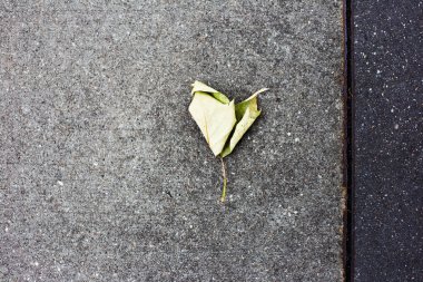 Sevgililer Günü konsepti. Yaprak, kalp şeklinde. Soyut taş arkaplanı.