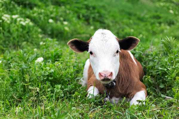 Cute calf lying in green grass of meadow.
