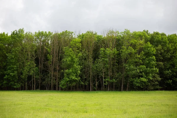 Paisaje Minimalista Bosque Verano Día Nublado — Foto de Stock