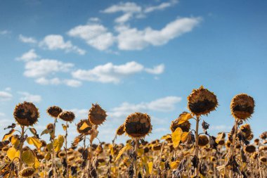 Mavi gökyüzünde kuru ayçiçekleri.