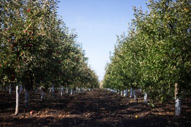 Sonbaharın güneşli bir gününde elma bahçesinin perspektif görüntüsü.