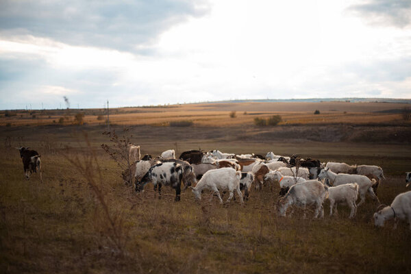 Herd of goats in field.