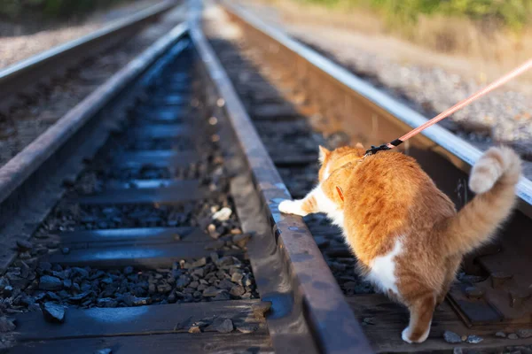 Κόκκινη Λευκή Γάτα Για Πρώτη Φορά Στη Σιδηροδρομική Γραμμή — Φωτογραφία Αρχείου