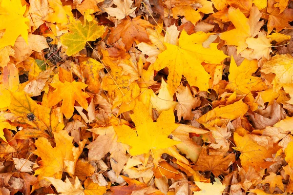 Fundo Folhas Outono Laranja Amarela — Fotografia de Stock