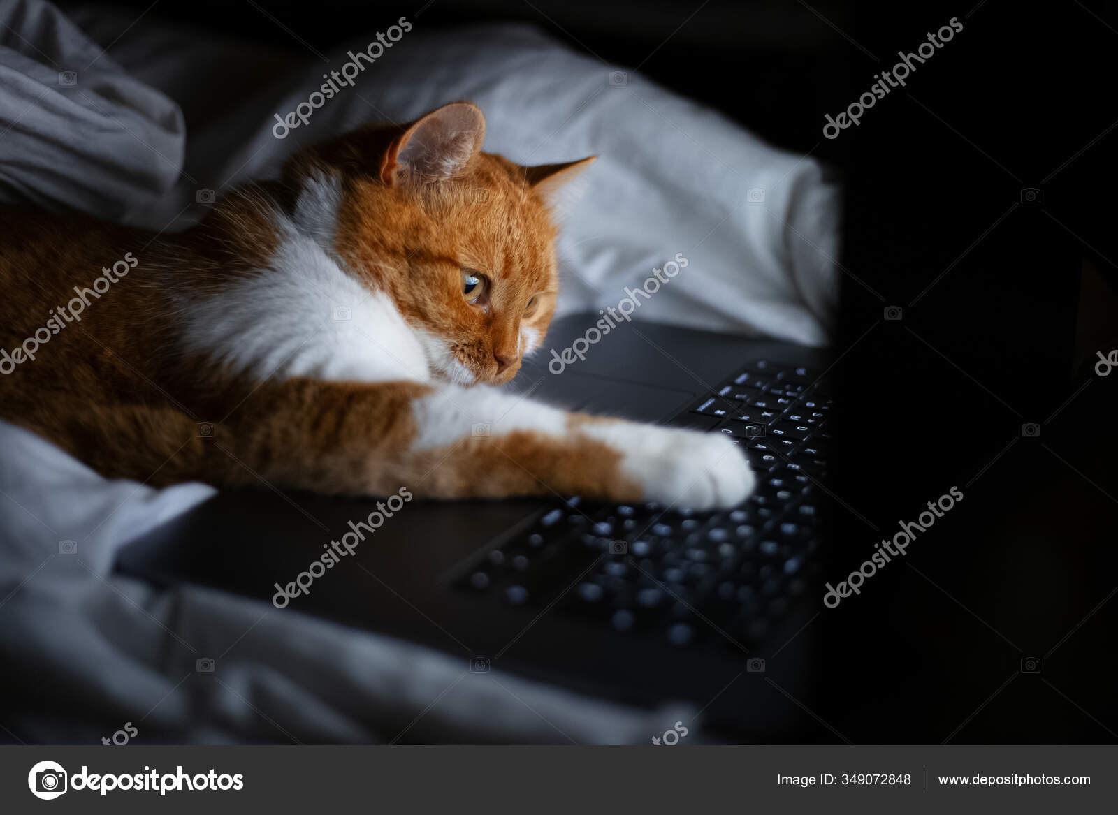Portrait Chat Blanc Rouge Couche Sur Lit Avec Ordinateur Portable Image Libre De Droit Par Fedcophotography C