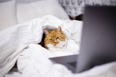 Kırmızı beyaz kedi portresi evde dizüstü bilgisayarla yatıyordu..