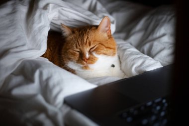 Evdeki karanlık odada dizüstü bilgisayarla yatan kırmızı beyaz kedinin portresi..