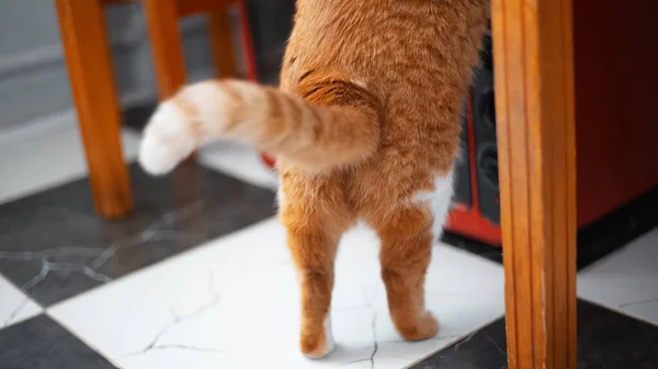 Detailní Záběr Zadních Tlapek Oranžové Kočky — Stock fotografie