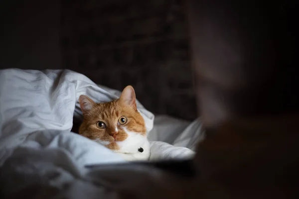 Portrét Červené Bílé Kočky Ležící Posteli Laptopem Tmavém Pokoji Doma — Stock fotografie