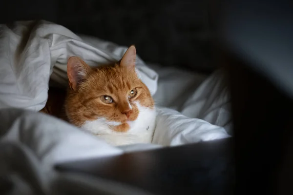 Portret Van Rode Witte Kat Liggend Bed Met Laptop Donkere — Stockfoto