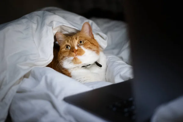 Portret Van Rode Witte Kat Liggend Bed Met Laptop Donkere — Stockfoto