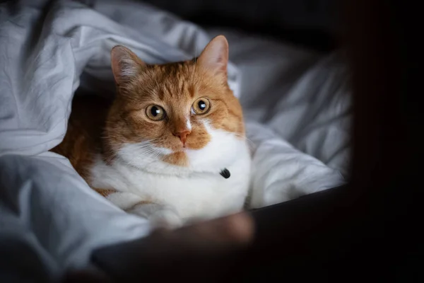 Portret Van Rode Witte Kat Liggend Bed Met Laptop Donkere — Stockfoto