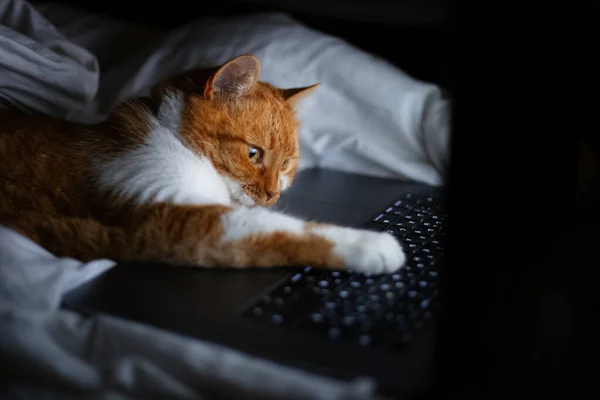 Evdeki karanlık odada dizüstü bilgisayarla yatan kırmızı beyaz kedinin portresi..