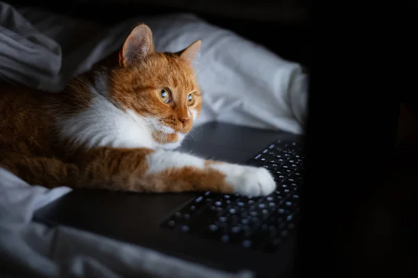 Evdeki karanlık odada dizüstü bilgisayarla yatan kırmızı beyaz kedinin portresi..