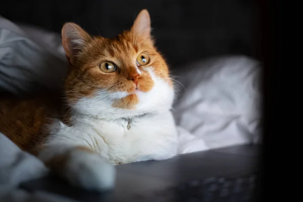 Portrét Červené Bílé Kočky Ležící Posteli Laptopem Tmavém Pokoji Doma — Stock fotografie