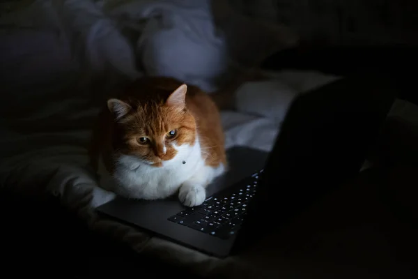 Portrait Red White Cat Lying Bed Laptop Dark Room Home — Stock Photo, Image