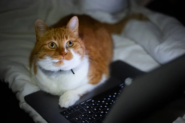 Portrait Red White Cat Lying Bed Laptop Dark Room Home — Stock Photo, Image