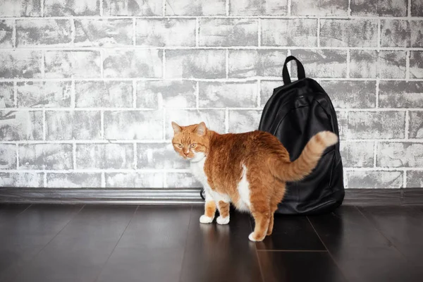 Red white cat near black backpack on grey brick background.