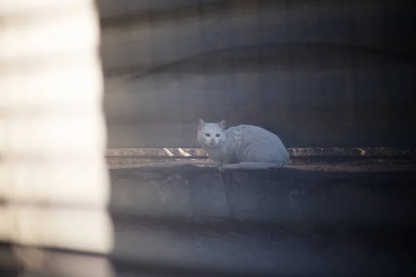 Portrait White Street Cat Jalousie — Stock Photo, Image