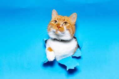 Kırmızı beyaz kedinin mavi yırtık kağıt deliğinden yakın plan portresi..